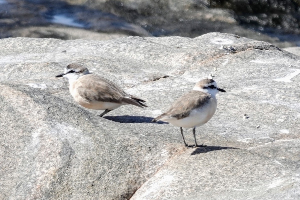 White-fronted Plover - ML641759763