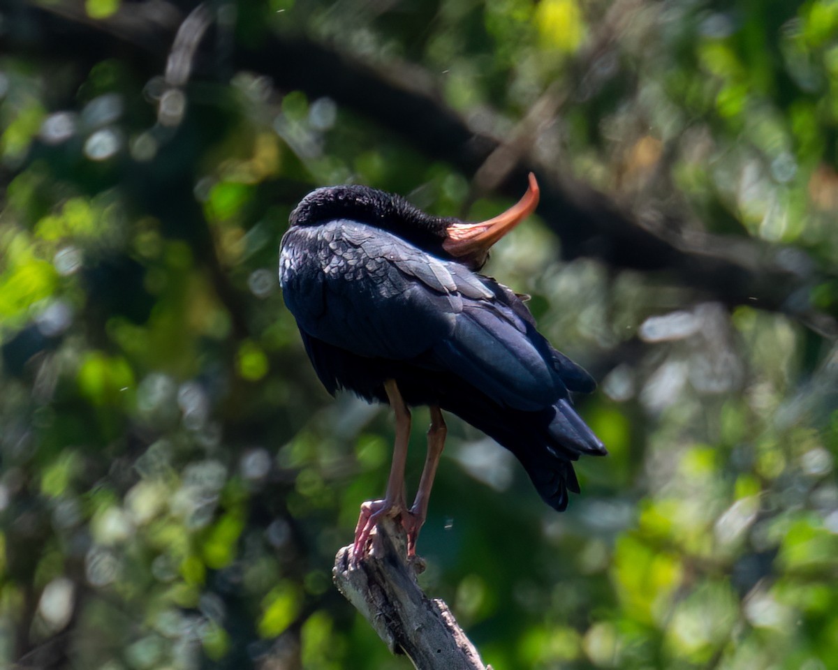 Bare-faced Ibis - ML641759765
