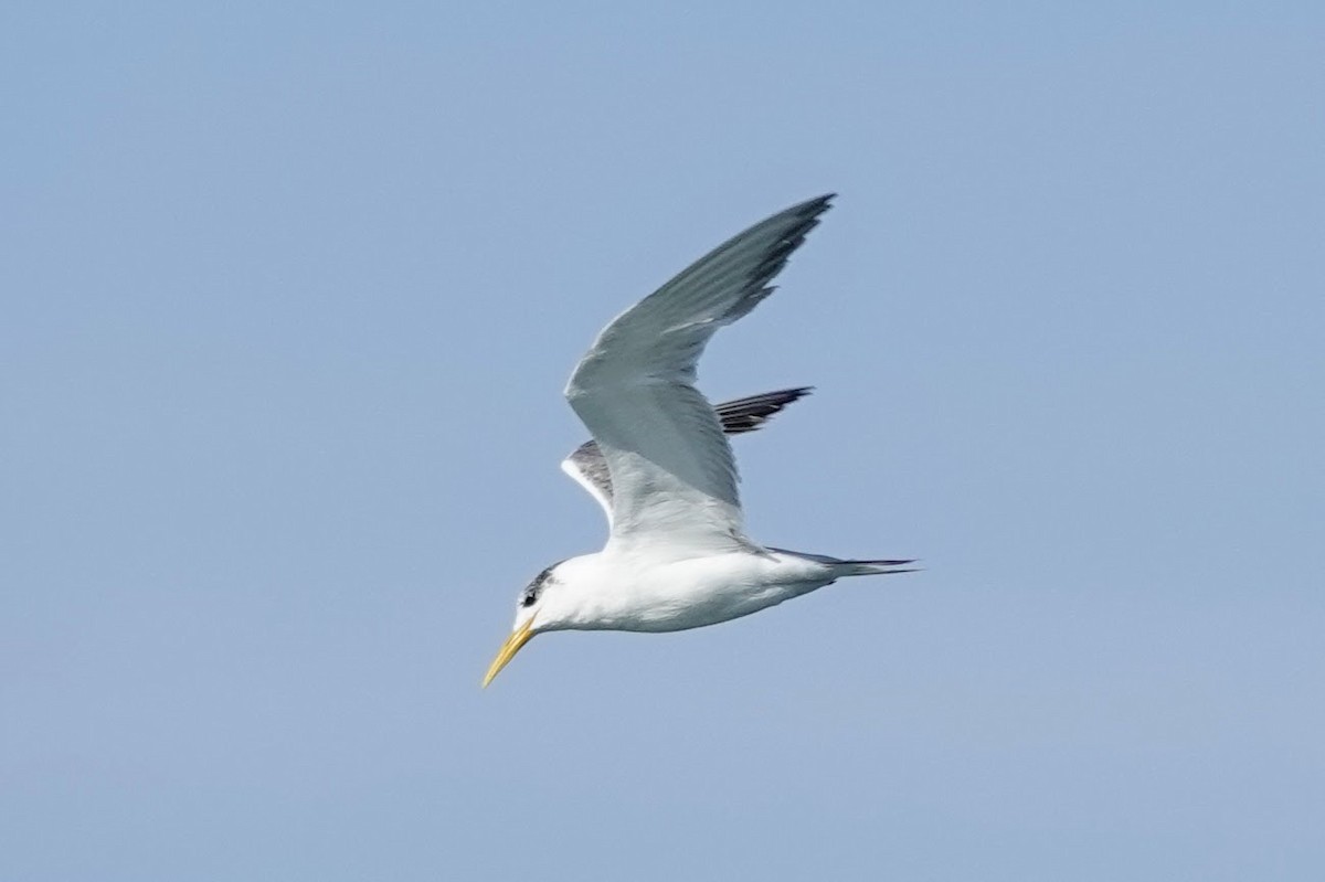 Great Crested Tern - ML641759775