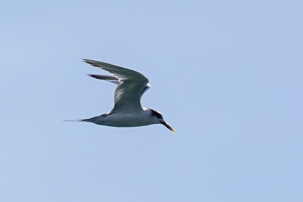 Great Crested Tern - ML641759776