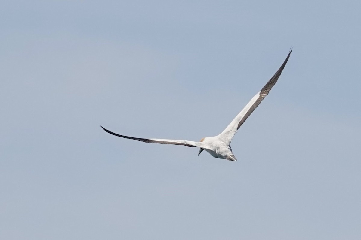 Cape Gannet - ML641759781