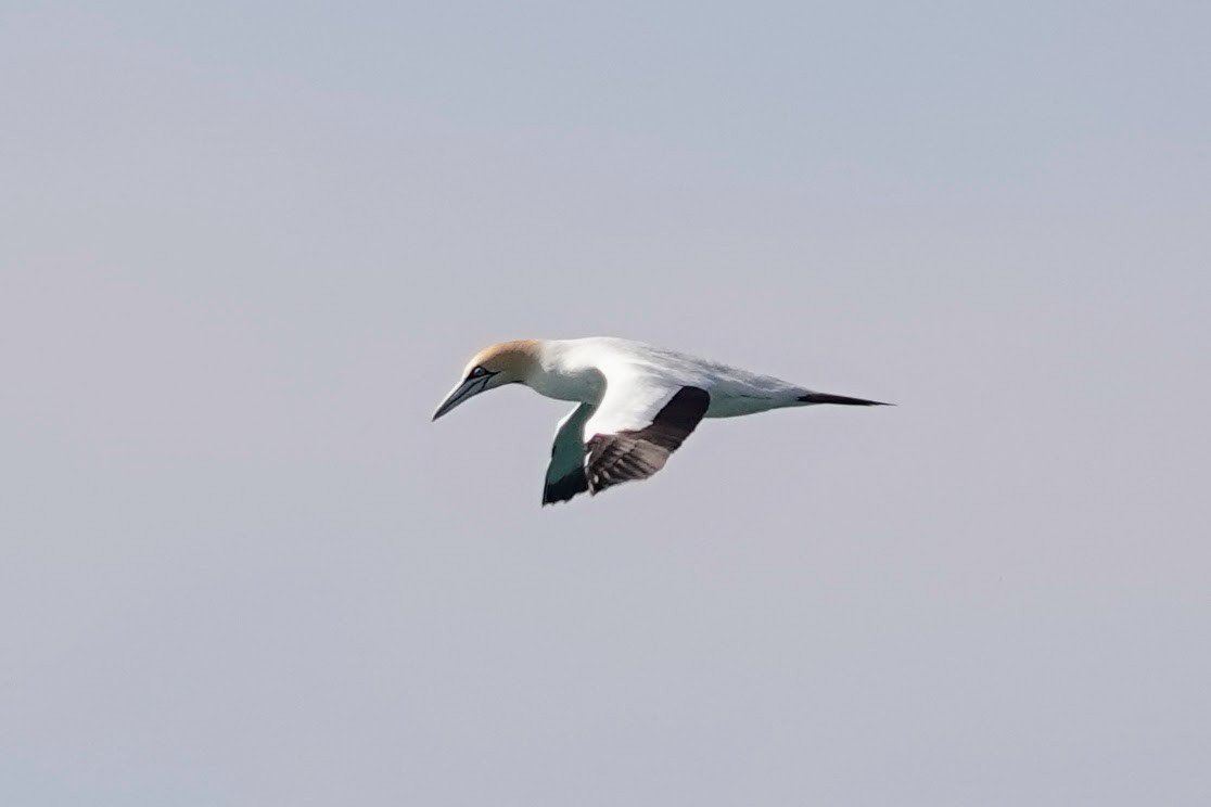 Cape Gannet - ML641759782