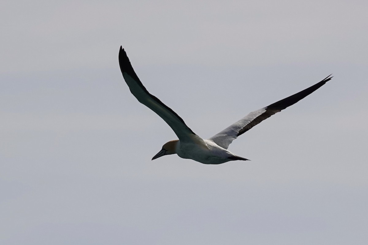 Cape Gannet - ML641759783