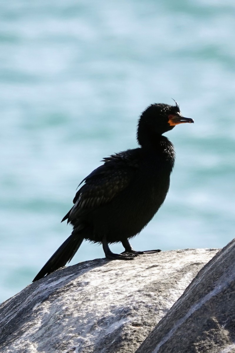 Crowned Cormorant - ML641759795