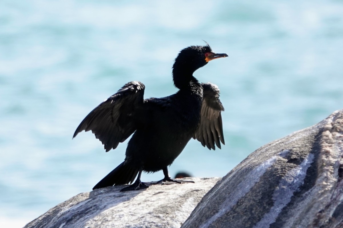 Crowned Cormorant - ML641759796