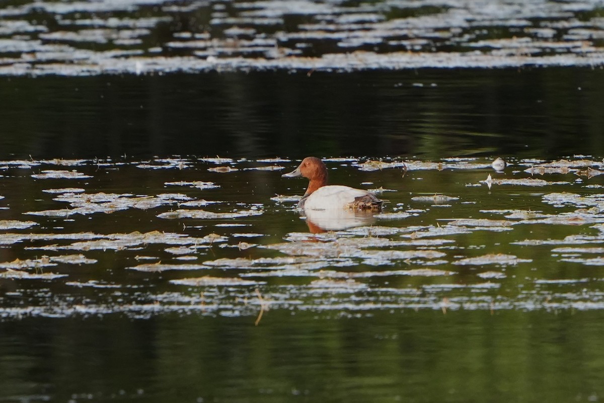 Common Pochard - ML641759815
