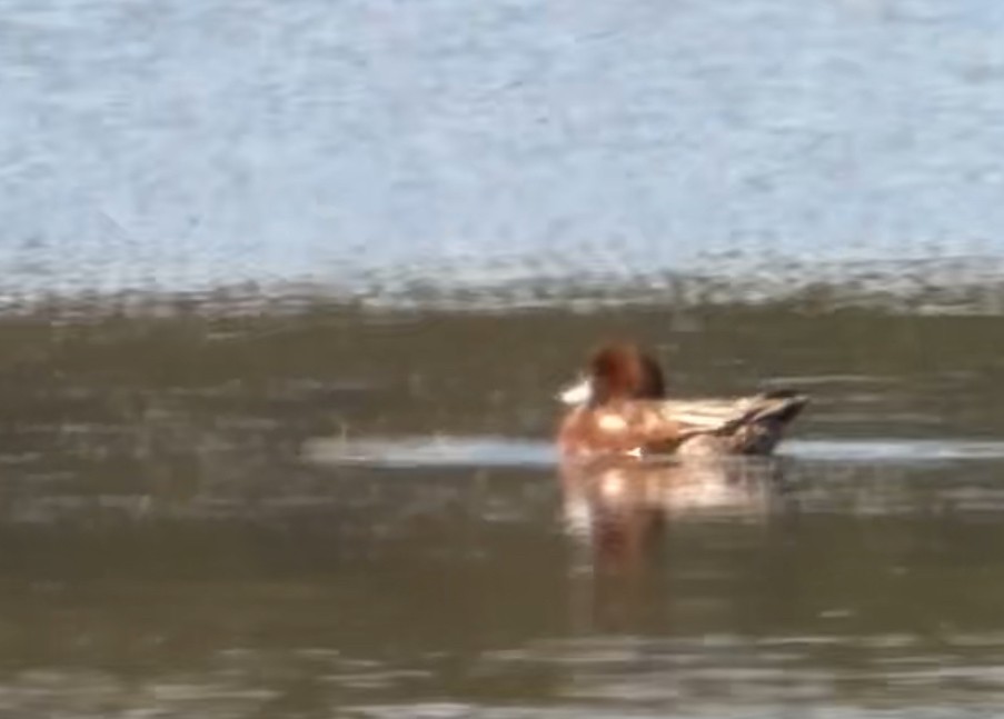 Eurasian Wigeon - ML641759863