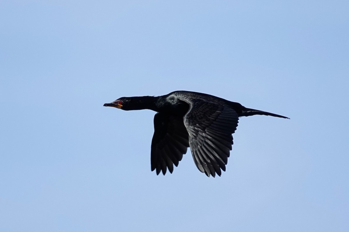 Crowned Cormorant - ML641759865