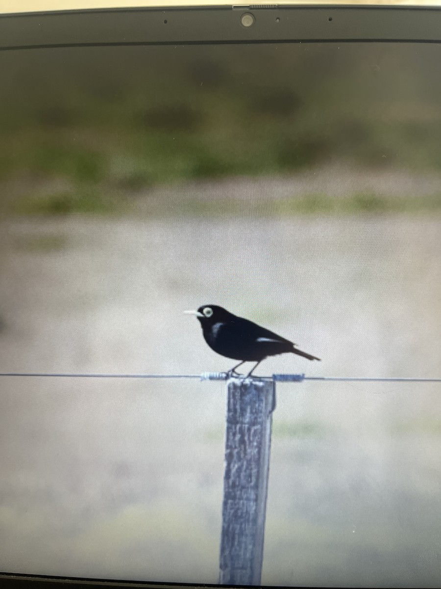 Spectacled Tyrant - ML641759867