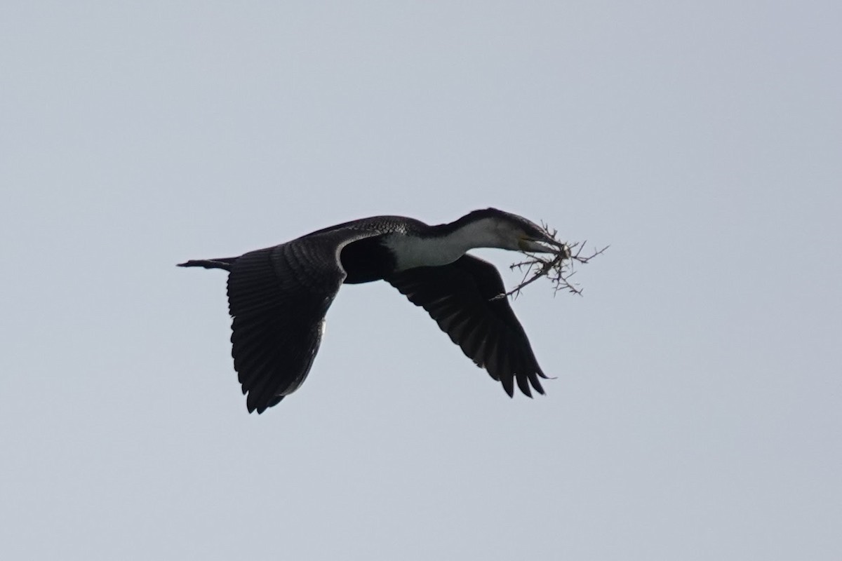 Great Cormorant (White-breasted) - ML641759897