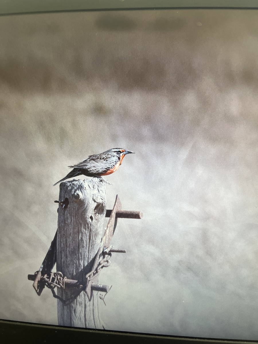 Long-tailed Meadowlark - ML641759917