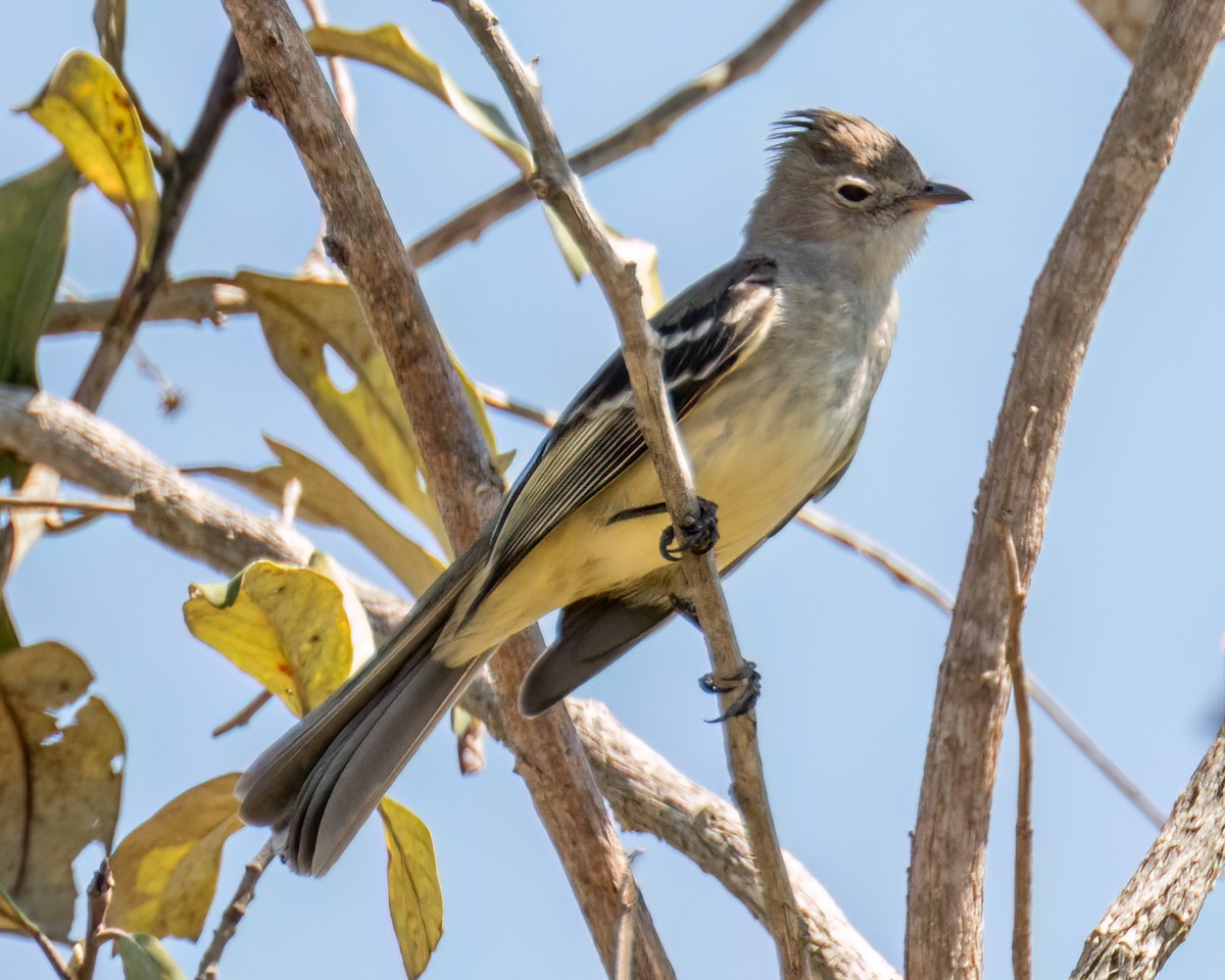 Yellow-bellied Elaenia - ML641759940