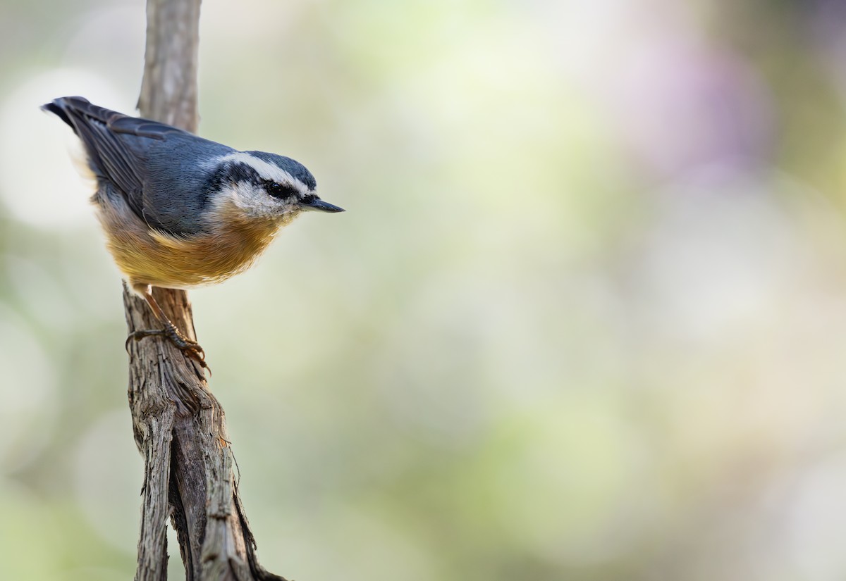 Red-breasted Nuthatch - ML641759942