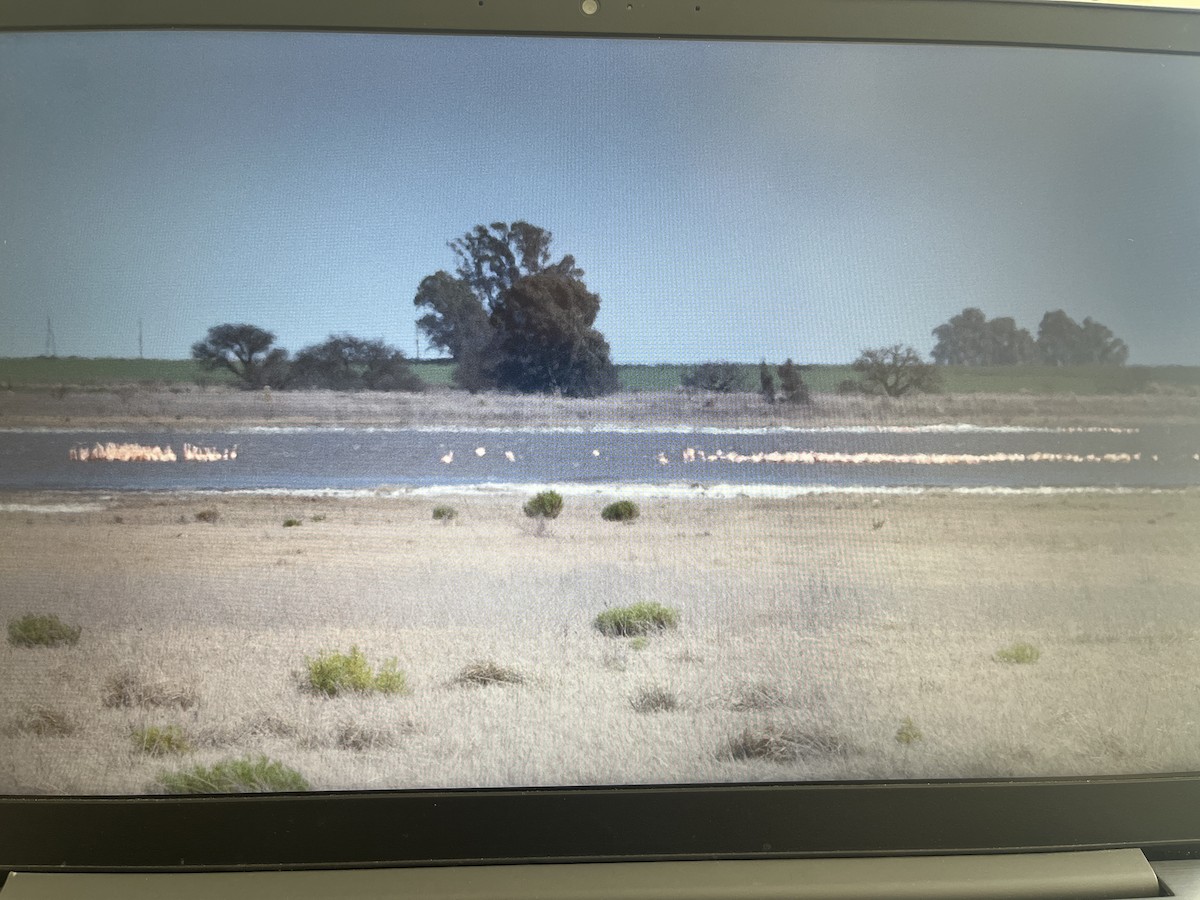 Chilean Flamingo - ML641759976