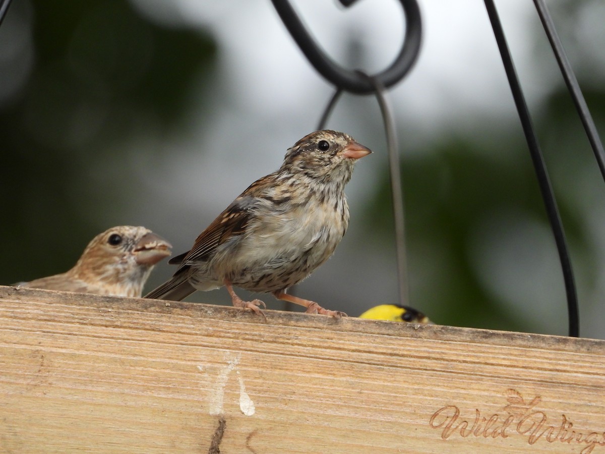 Chipping Sparrow - ML641760105