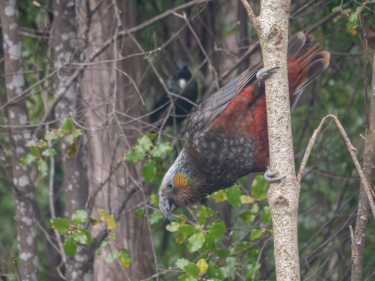 kaka - ML641760107
