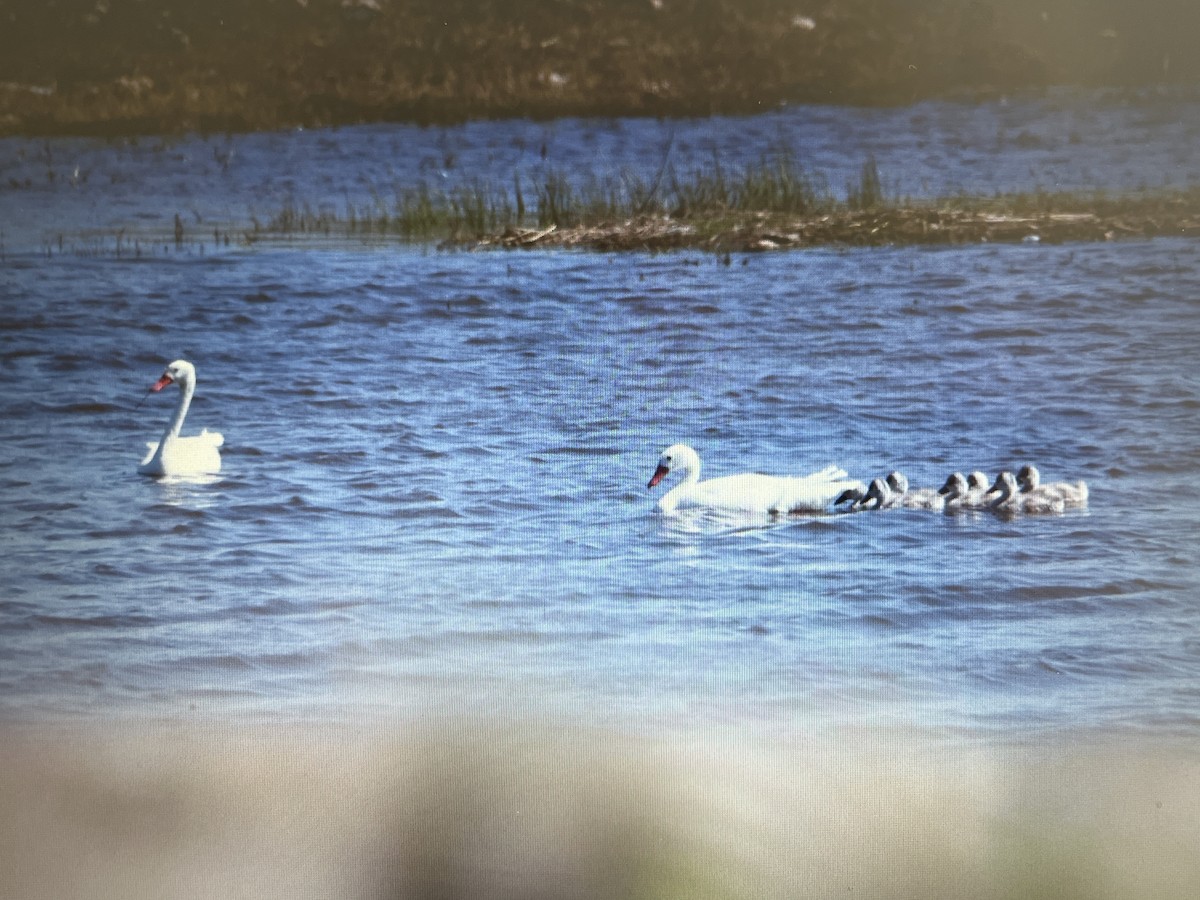 Coscoroba Swan - ML641760123