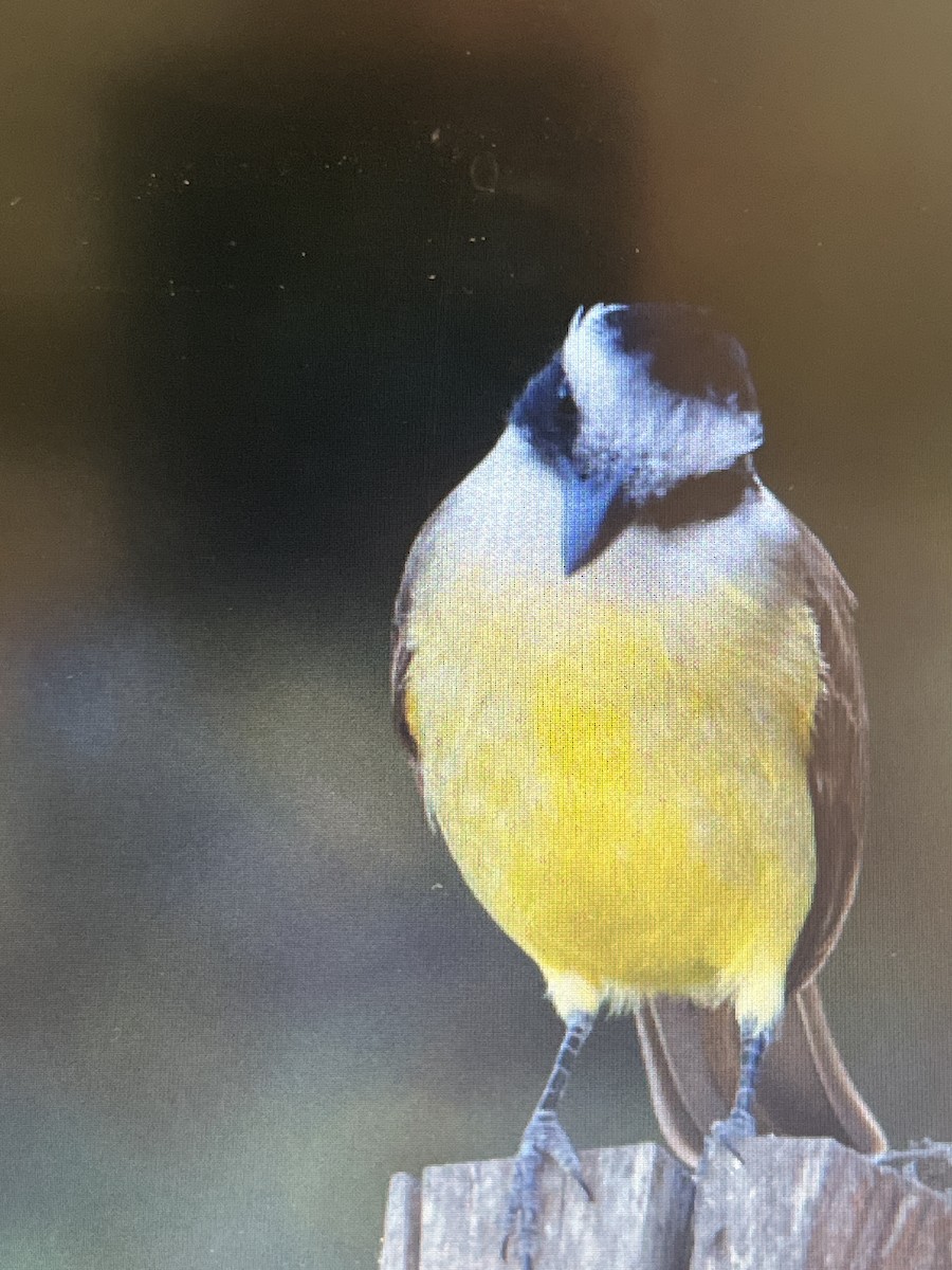 Great Kiskadee - ML641760176