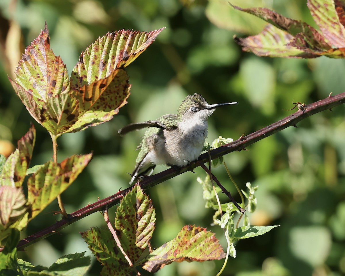 Ruby-throated Hummingbird - ML641760190