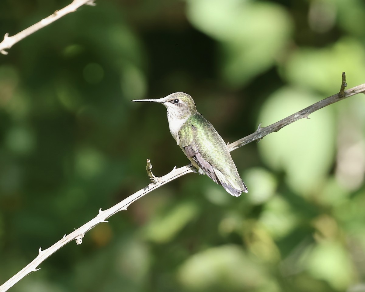 Ruby-throated Hummingbird - ML641760191