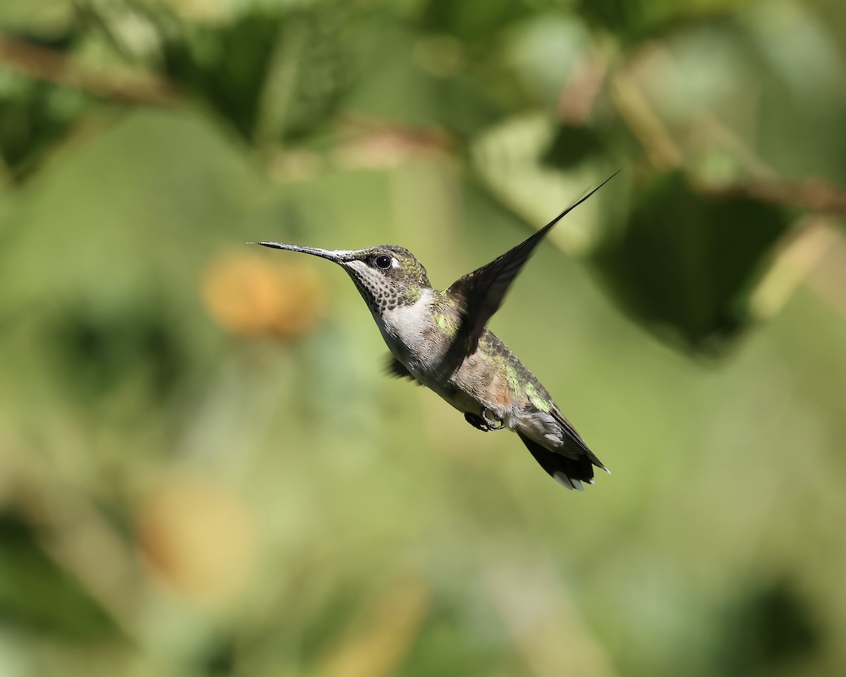 Ruby-throated Hummingbird - ML641760192