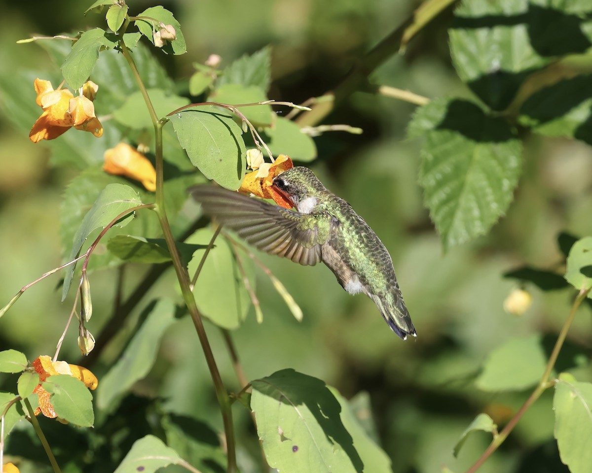 Ruby-throated Hummingbird - ML641760194