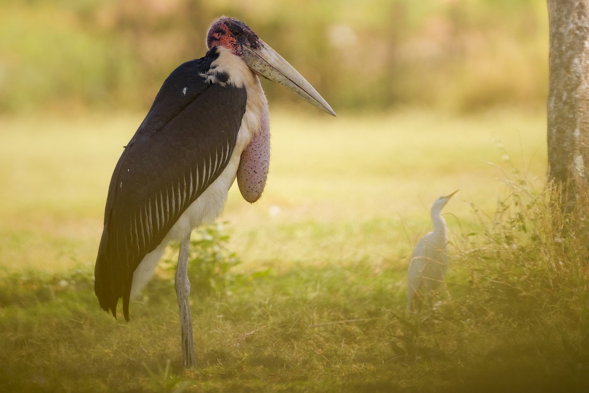 Marabou Stork - ML641760201