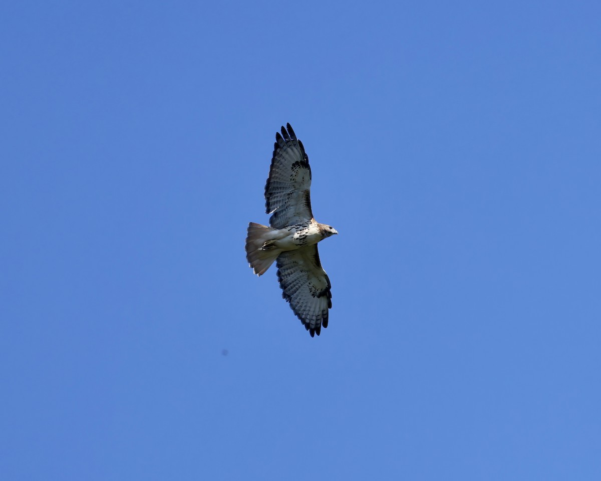 Red-tailed Hawk - ML641760205