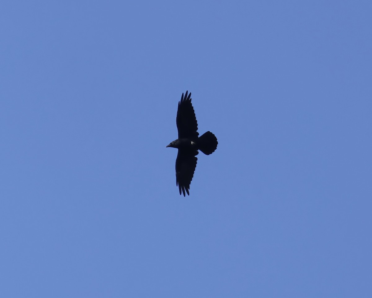 Common Raven - ML641760207