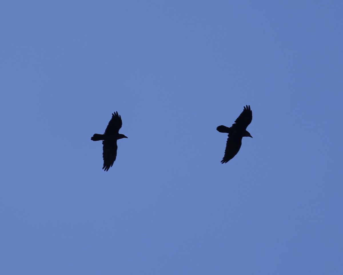 Common Raven - ML641760208