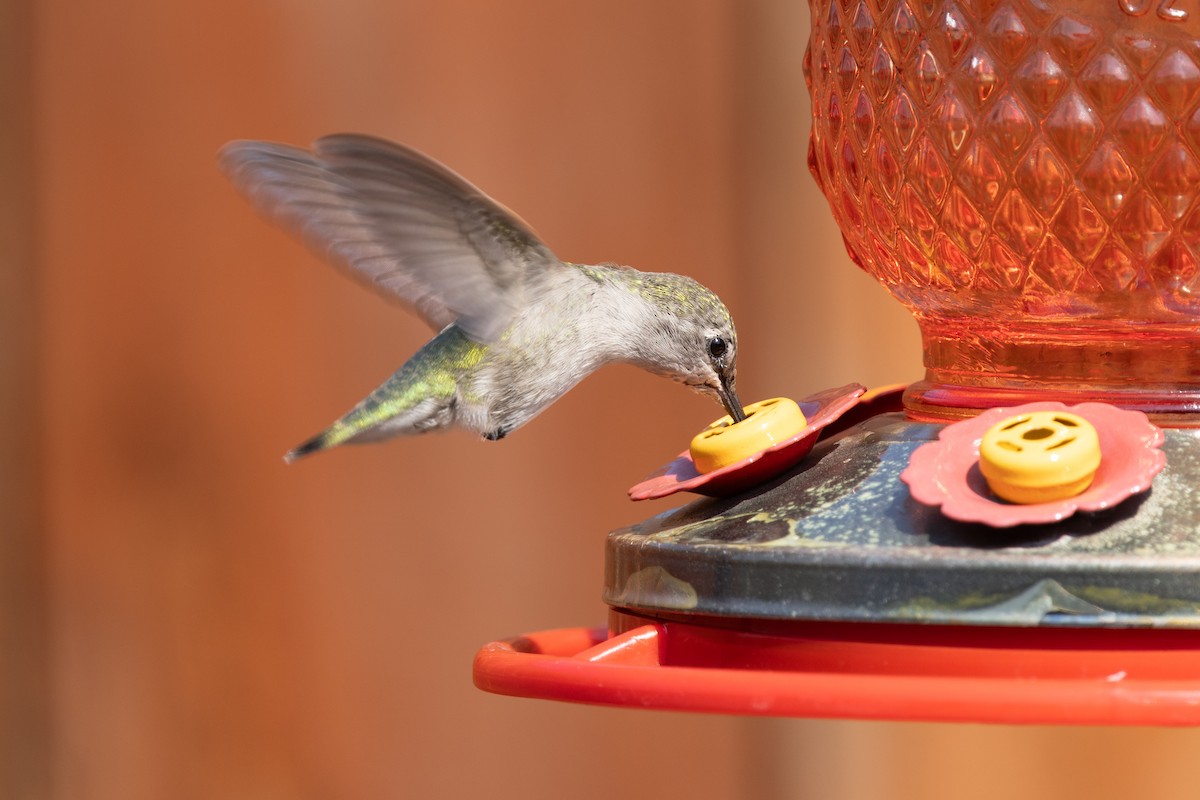 Anna's x Costa's Hummingbird (hybrid) - ML641760211