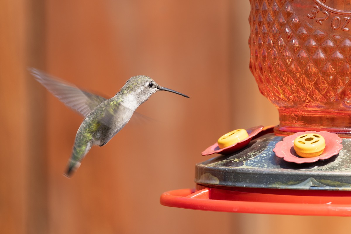 Anna's x Costa's Hummingbird (hybrid) - ML641760212