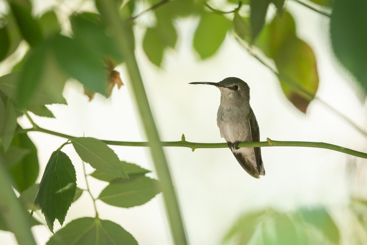 Anna's x Costa's Hummingbird (hybrid) - ML641760213