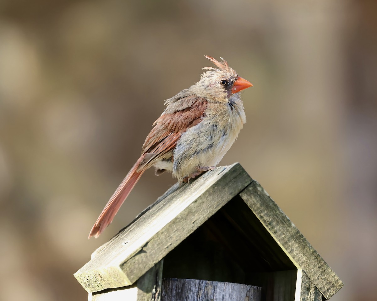 Northern Cardinal - ML641760220