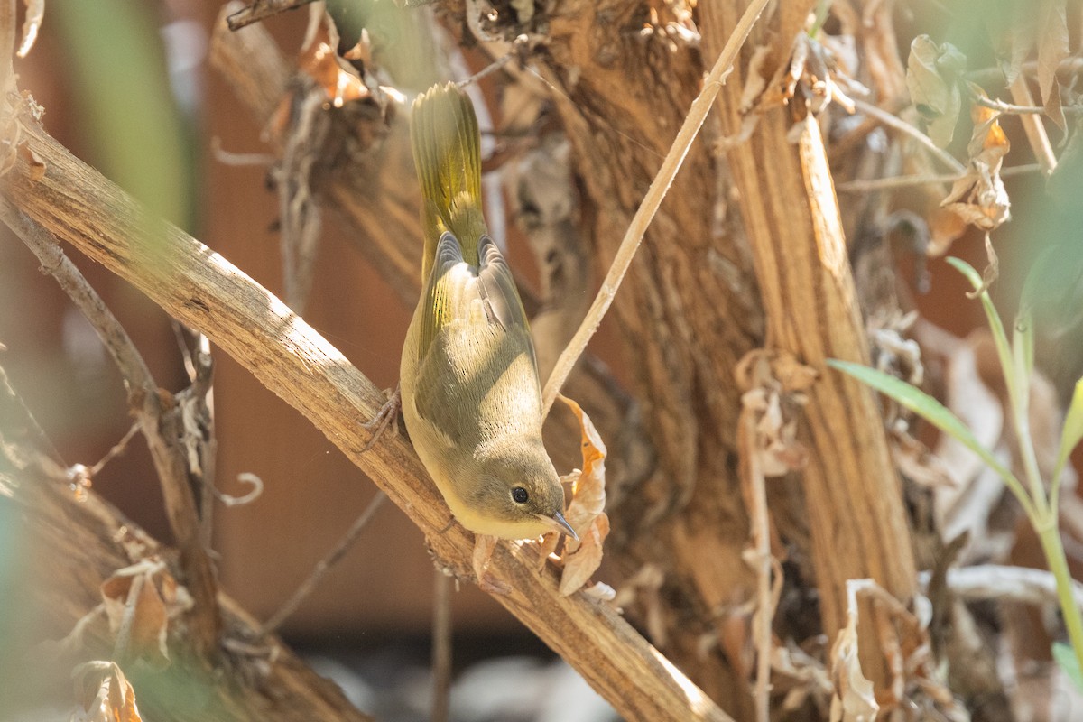 Common Yellowthroat - ML641760222