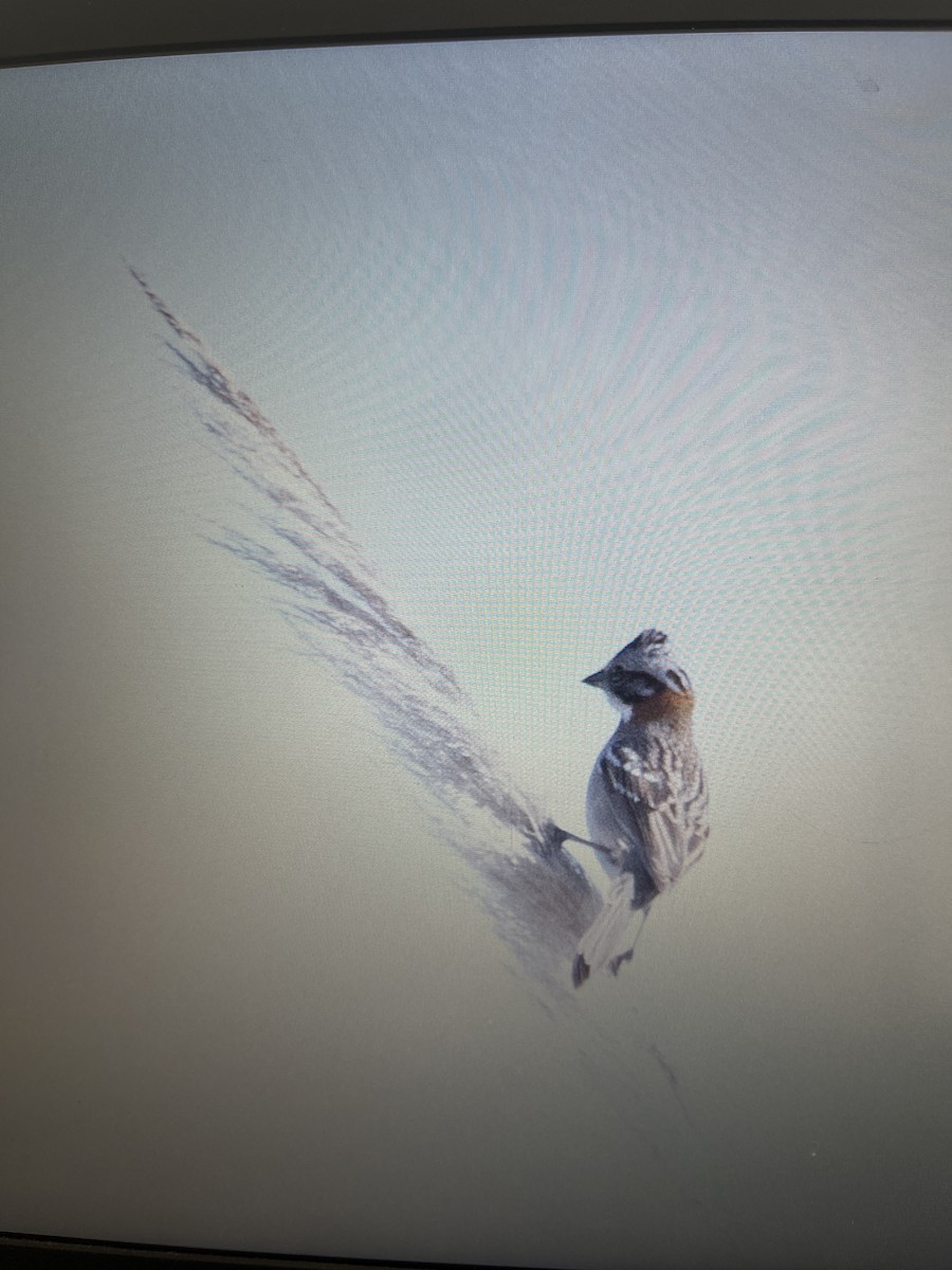 Rufous-collared Sparrow - ML641760230