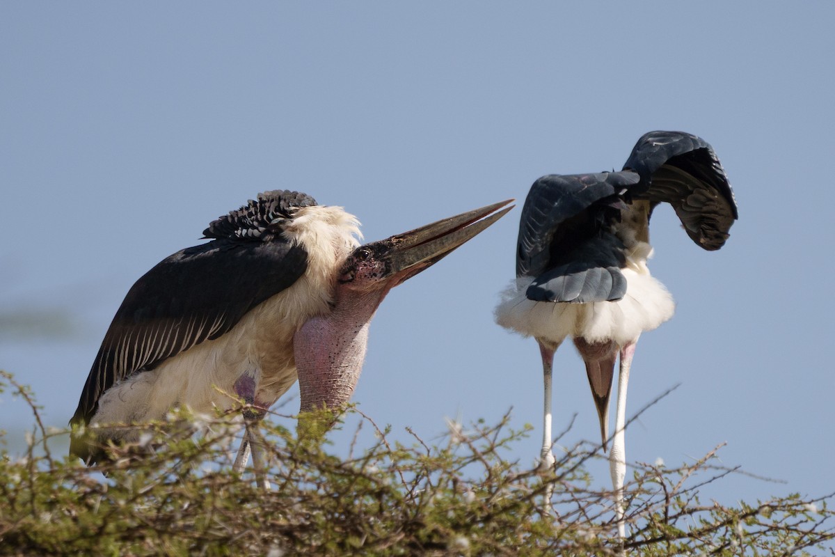 Marabou Stork - ML641760234