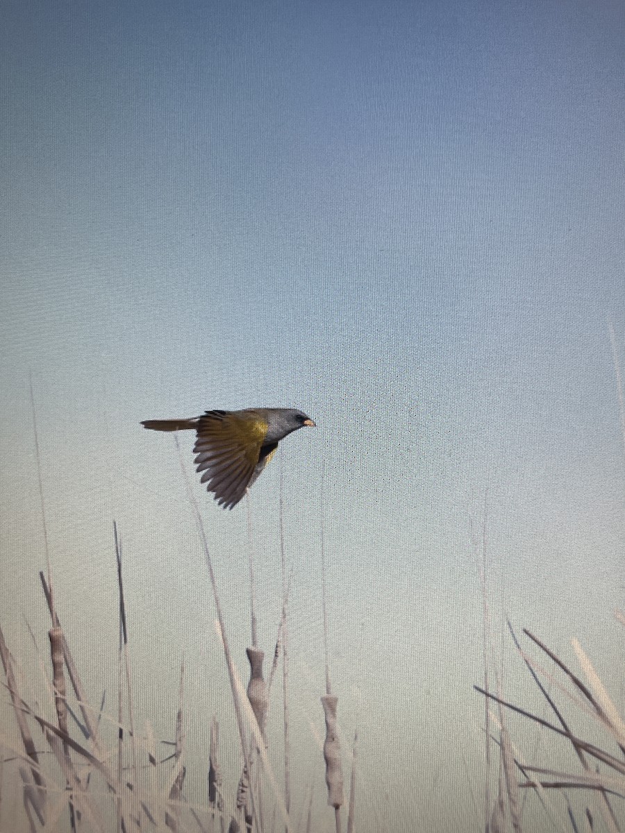 Great Pampa-Finch - ML641760240