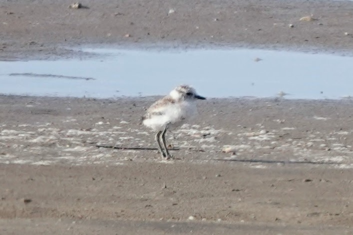 White-fronted Plover - ML641760242