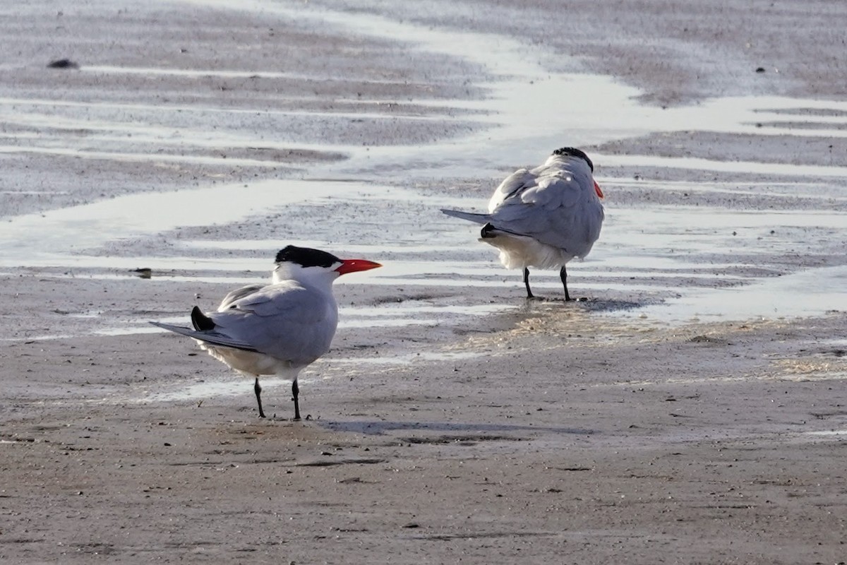 Caspian Tern - ML641760247