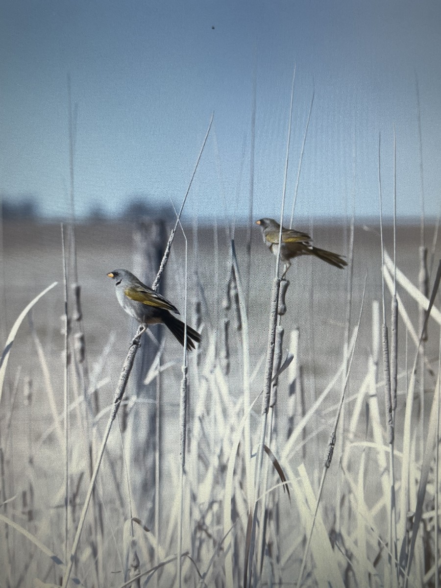 Great Pampa-Finch - ML641760248