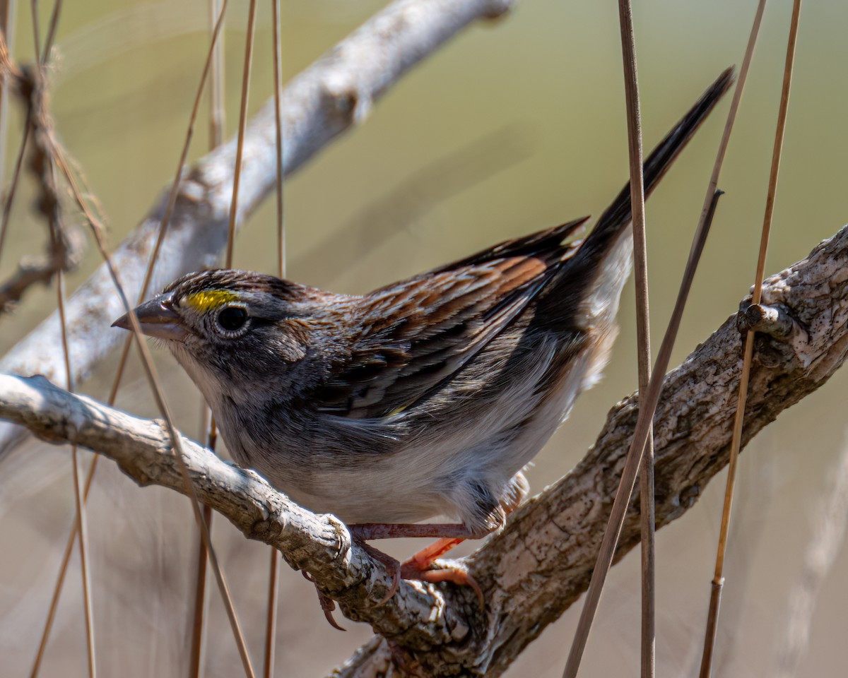Grassland Sparrow - ML641760253