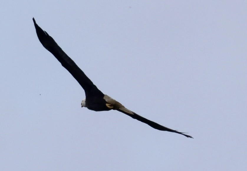 Bald Eagle - ML641760285