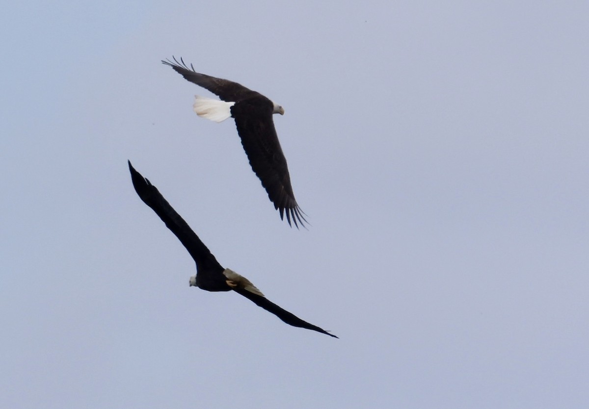 Bald Eagle - ML641760286