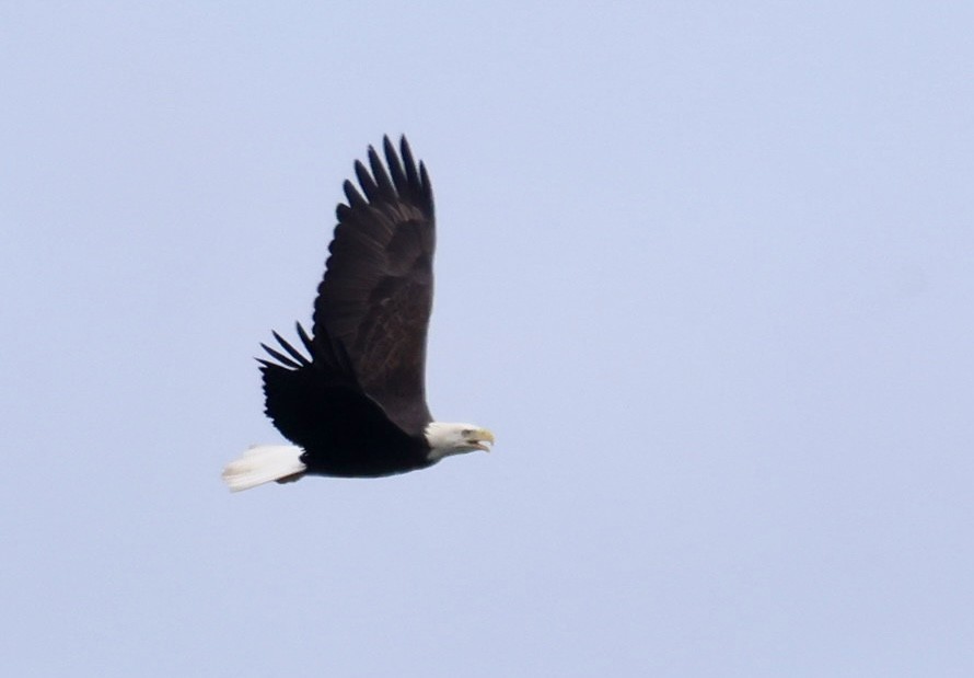 Bald Eagle - ML641760288