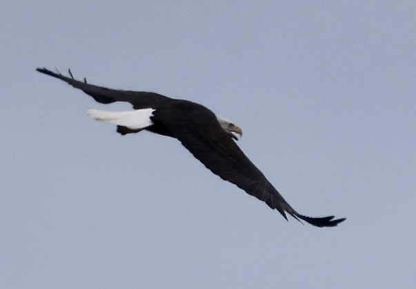 Bald Eagle - ML641760289