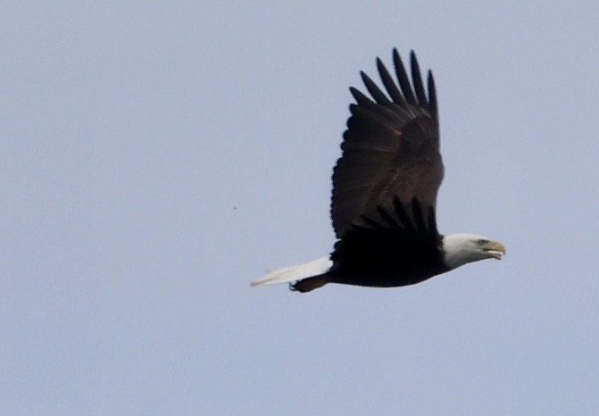 Bald Eagle - ML641760292