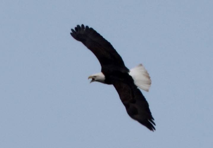 Bald Eagle - ML641760293
