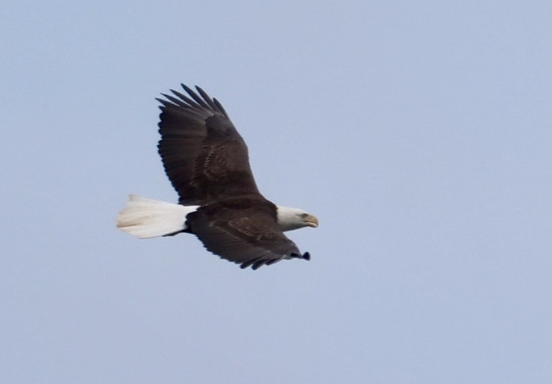 Bald Eagle - ML641760295