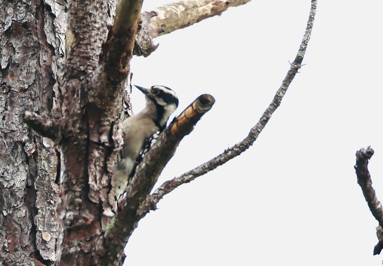 Downy Woodpecker - ML641760319